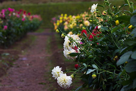 ダリアの花 ダリアの花