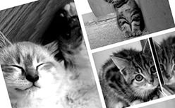 placekitten
