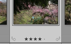 Lightroomで写真の縦横の向きを変更