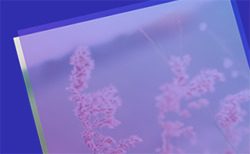 Tilt Hover Effects