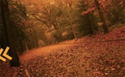 Flex-Slider-jQuery