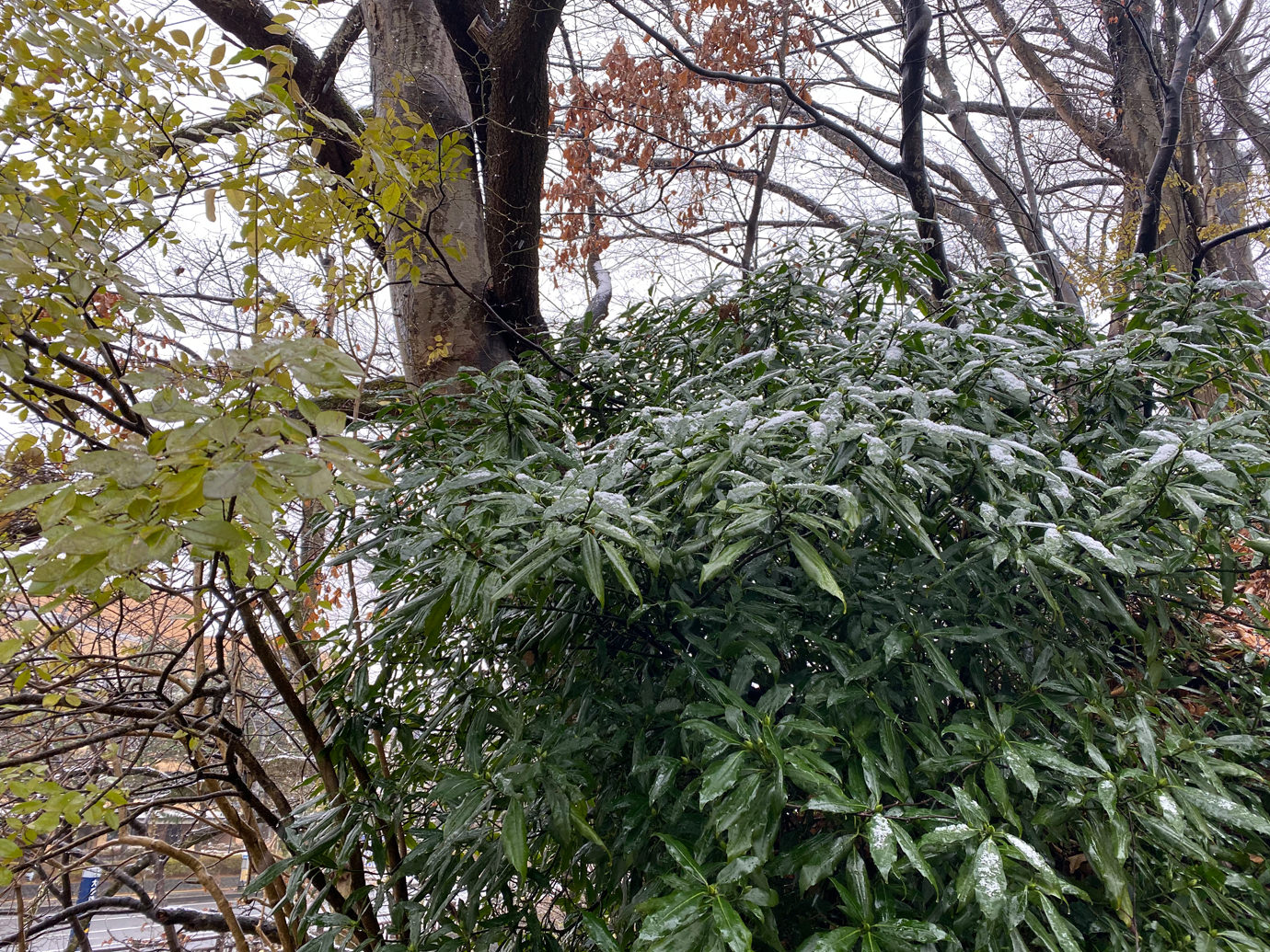 植物と雪
