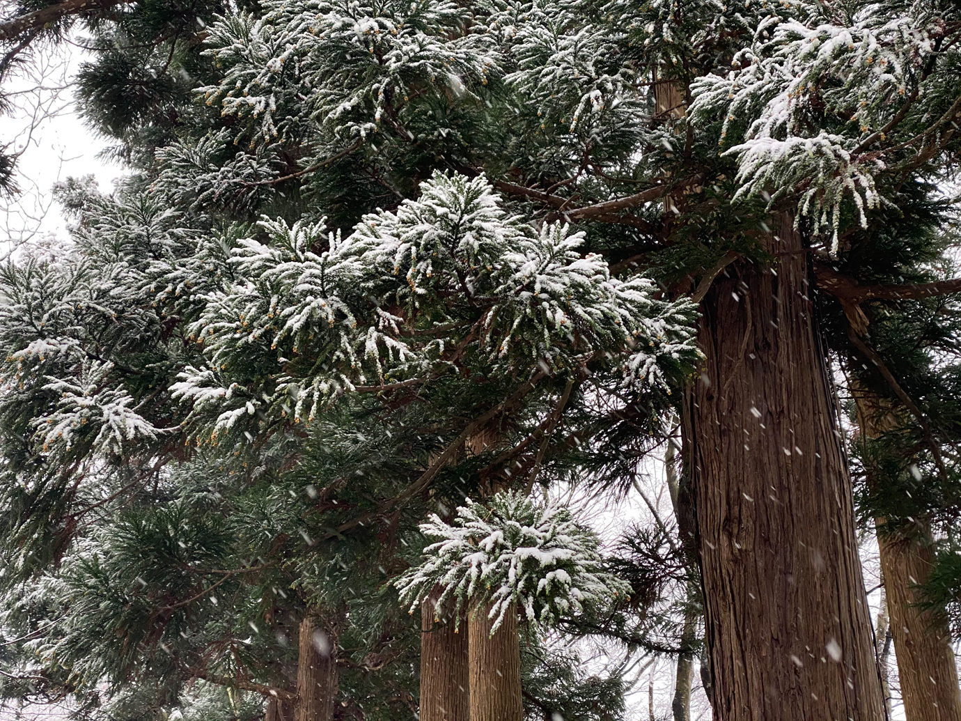 木と雪