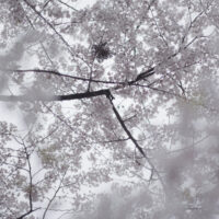 満開の桜