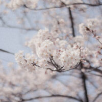 日和山公園の桜