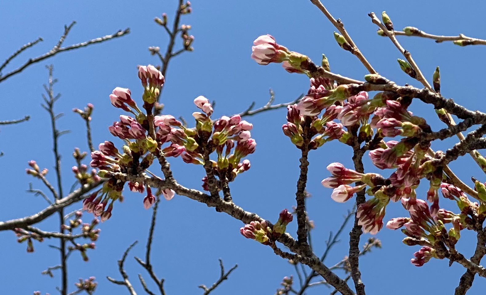 cherry-blossoms-202204.jpg