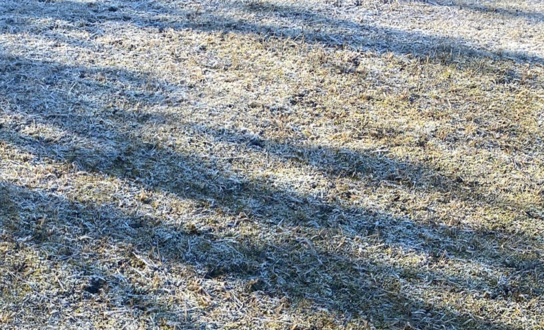 霜におおわれた芝生