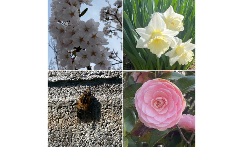 桜とスイセンとミツバチとバラ