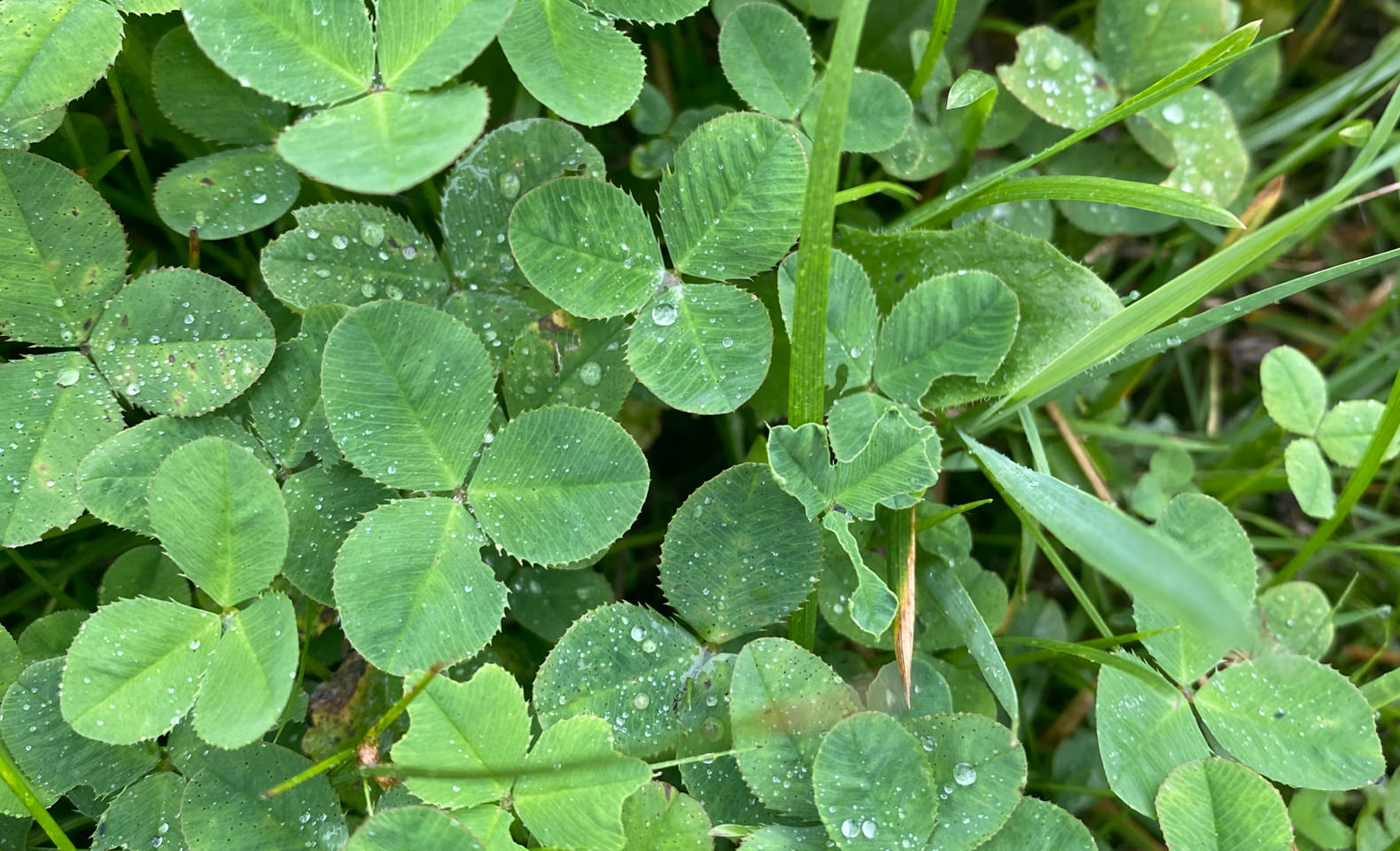 霧のような雨