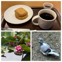スコーンと睡蓮と鳩