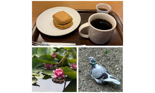 スコーンと睡蓮と鳩