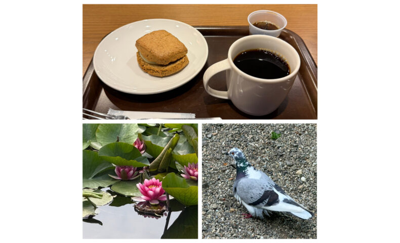 スコーンと睡蓮と鳩