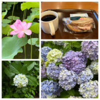 あじさいとスタバとハスの花