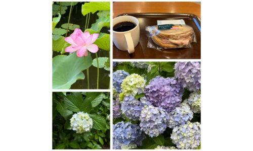 あじさいとスタバとハスの花