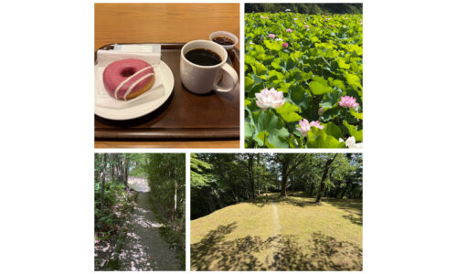 ブルーベリークリームチーズドーナツ