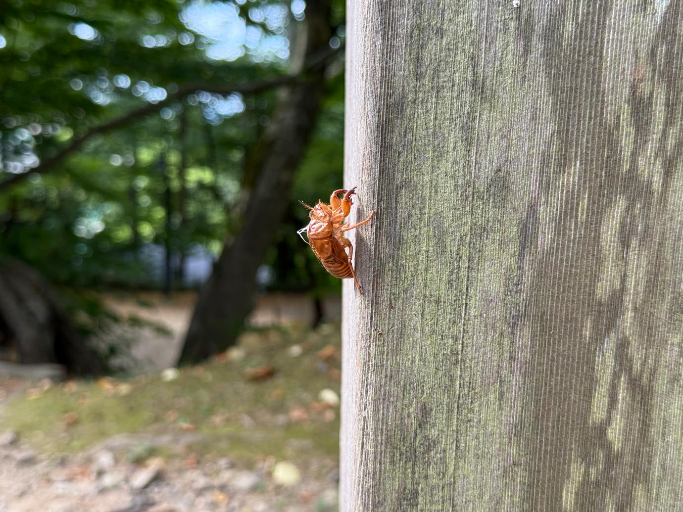 セミの抜け殻