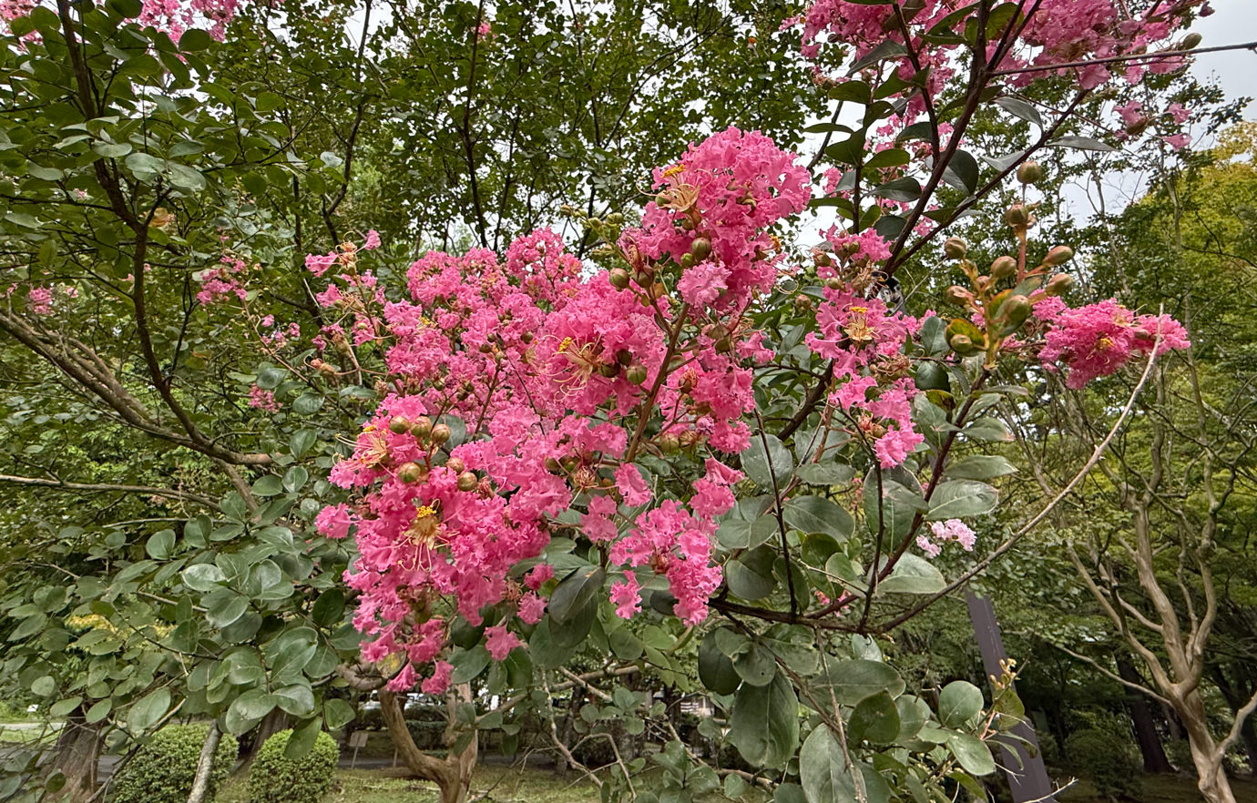 サルスベリの花