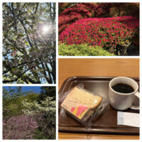 ハムチーズサンドと花