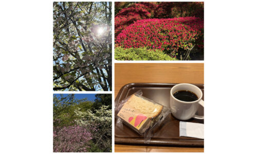 ハムチーズサンドと花