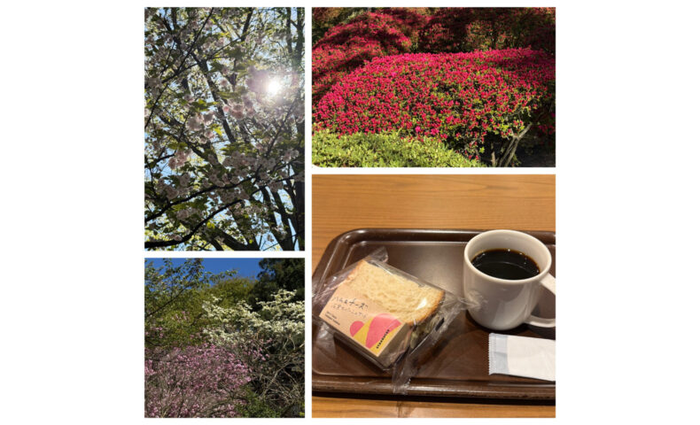 ハムチーズサンドと花