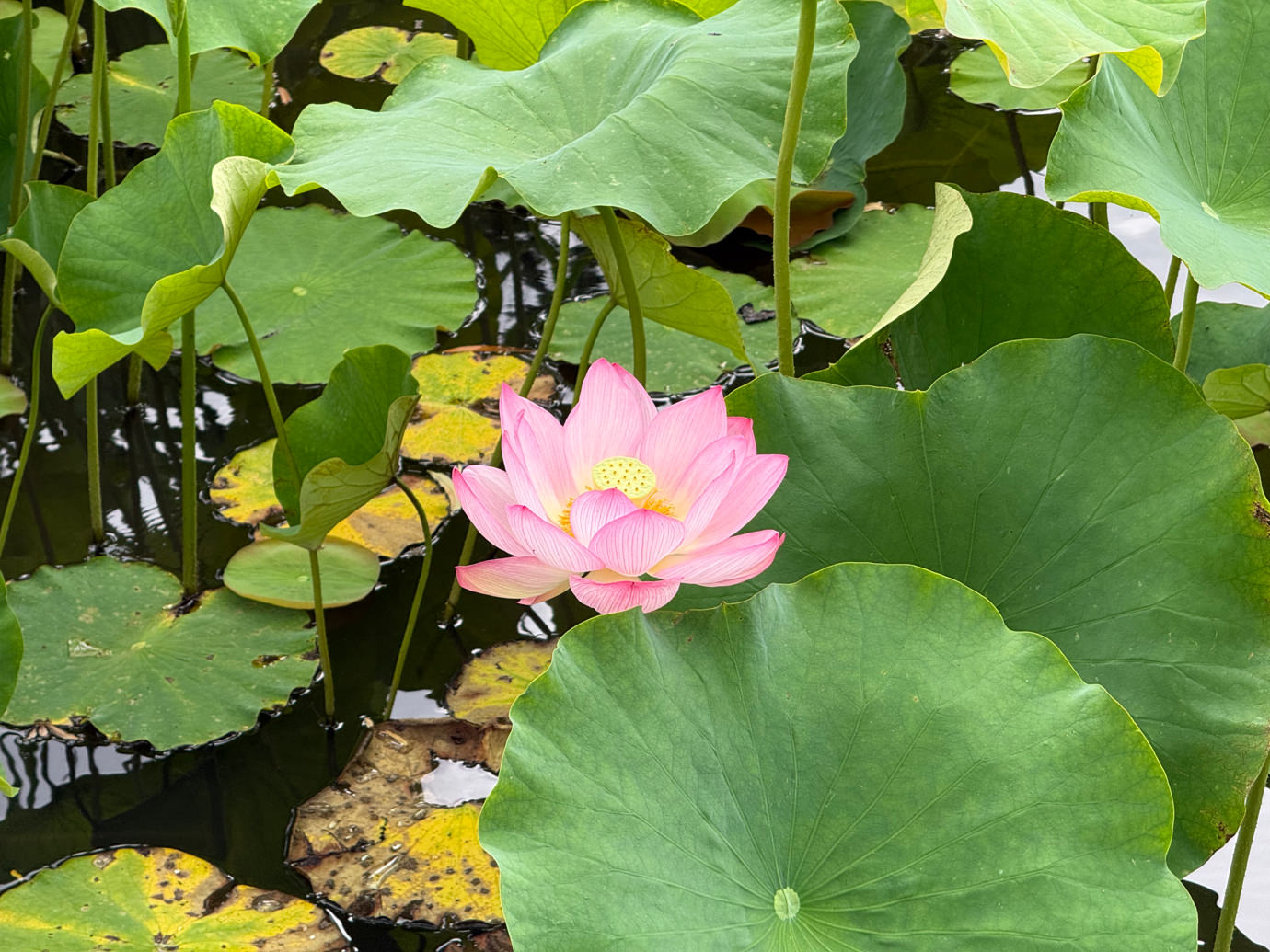蓮の花