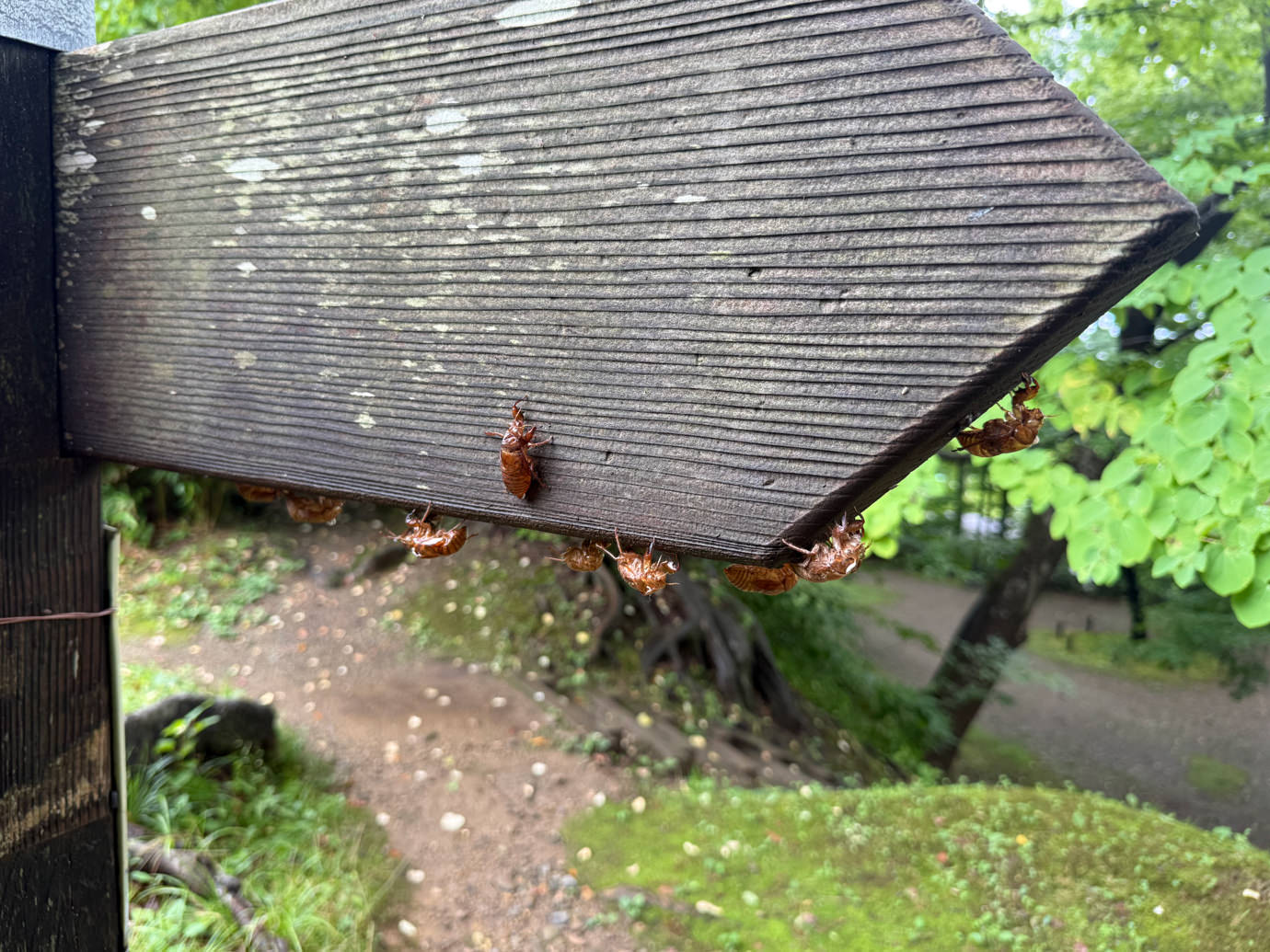 セミの抜け殻